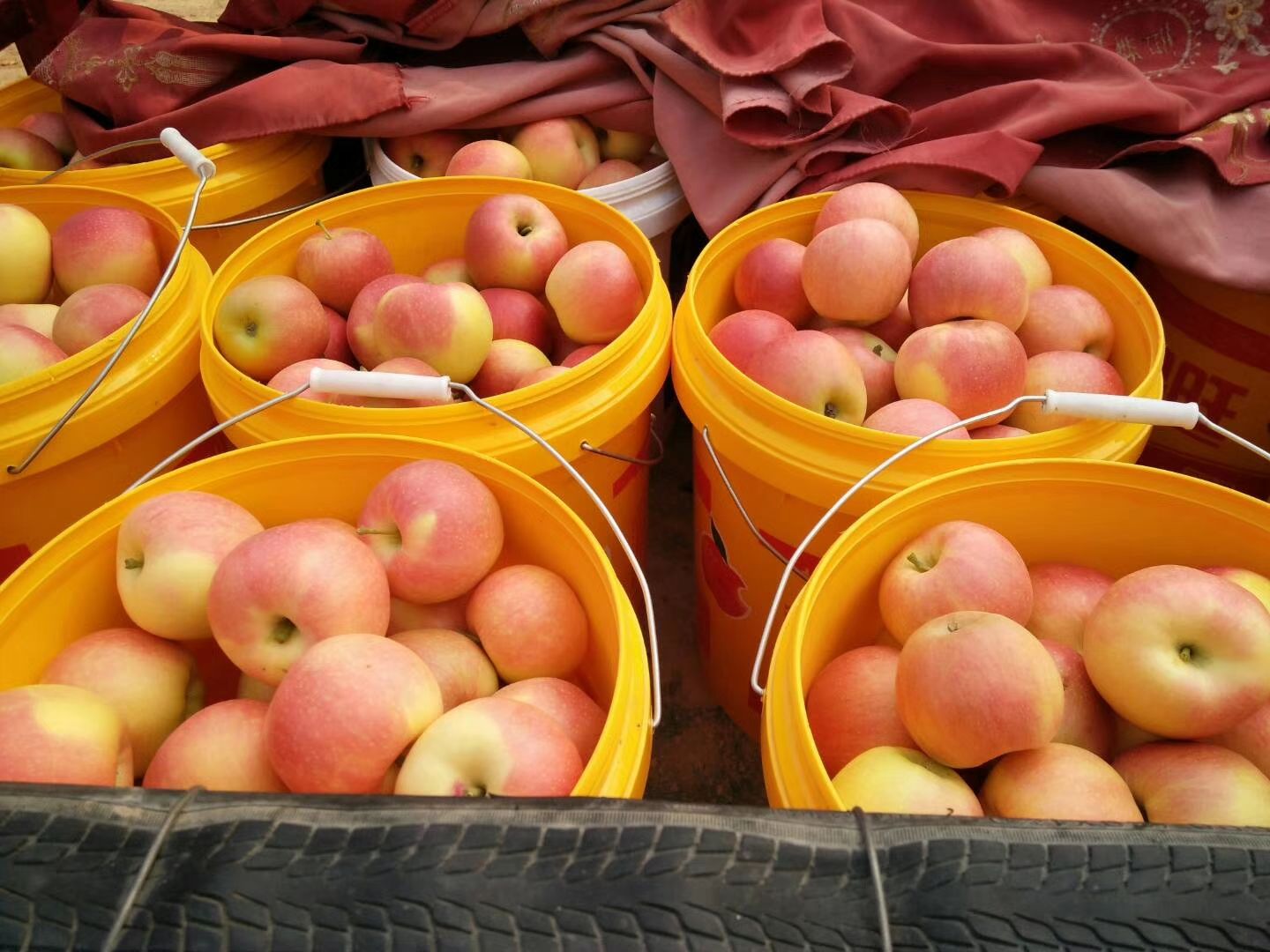 嘎啦苹果 嘎啦，金世纪嘎啦大量上市