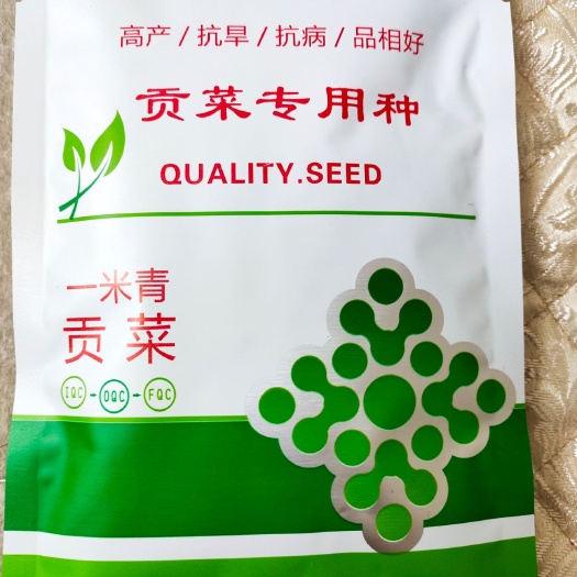 宾川县莴笋种子 一米青贡菜