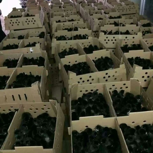 昆明 五黑鸡苗  品质优良  专车配送