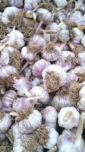 大名县紫皮大蒜 混级统货 多瓣蒜
