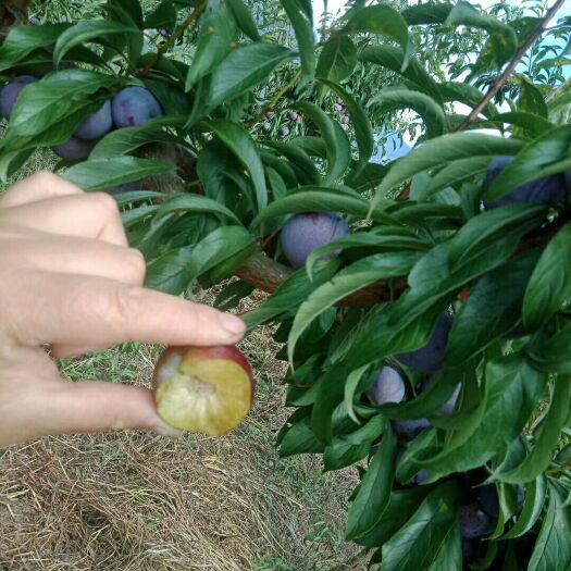 汉源县脆红李 自家种植无污染五，天然水果