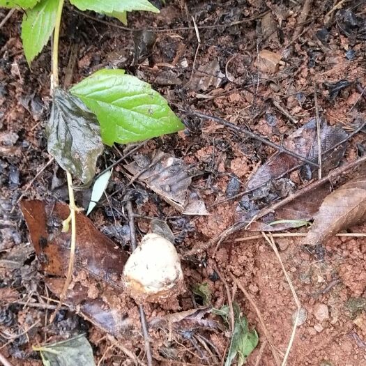 鲁甸县 云南大山野生鸡枞菌