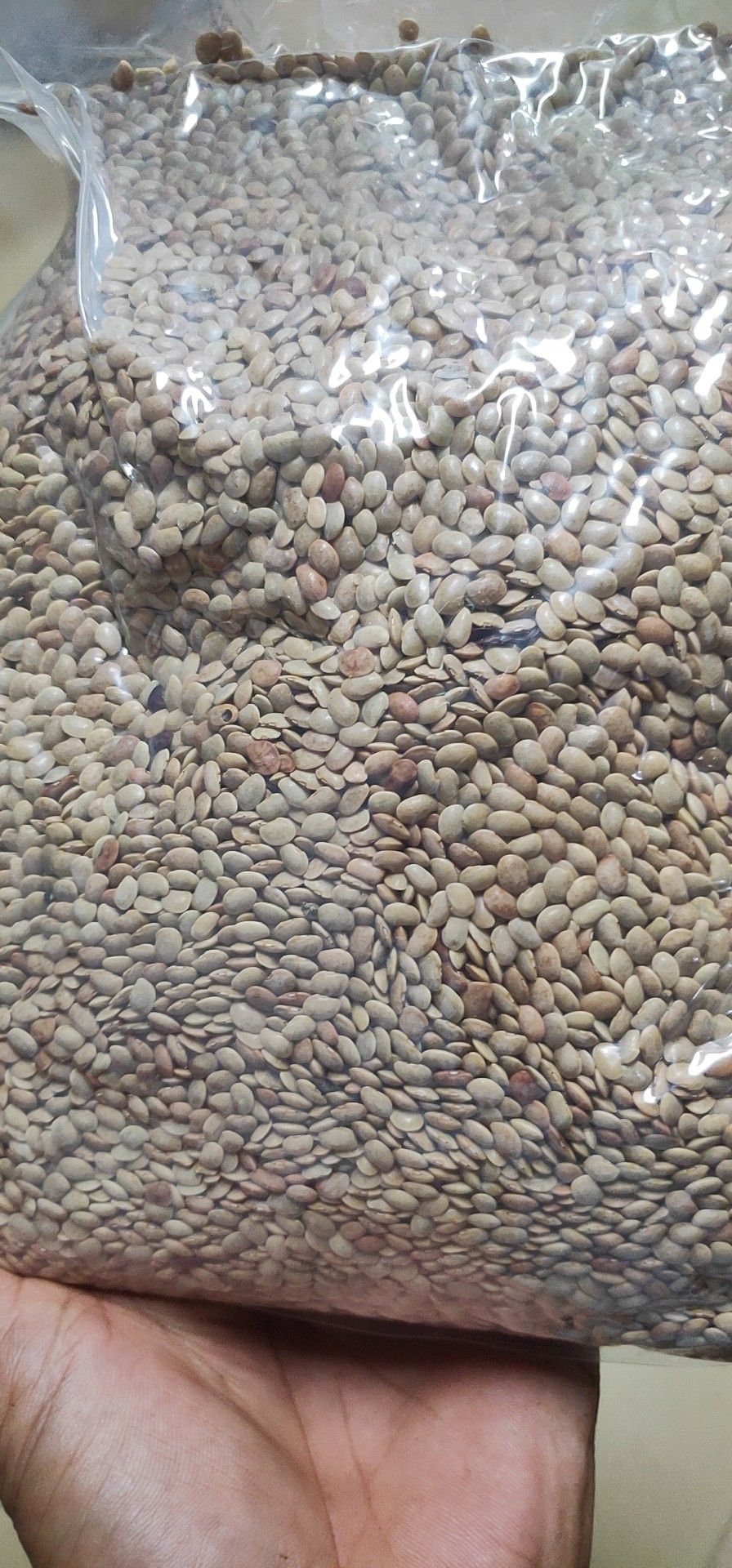 花豆 海南特产优豆