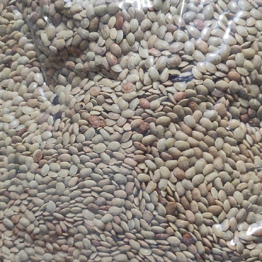 花豆 海南特产优豆