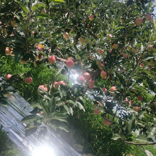 礼泉县嘎啦苹果 红嘎啦！！！纯绿色，保证质量