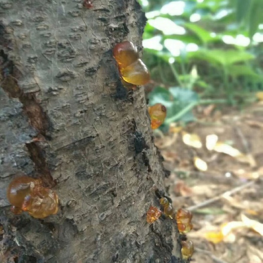 枣阳市食用桃胶 6-12个月