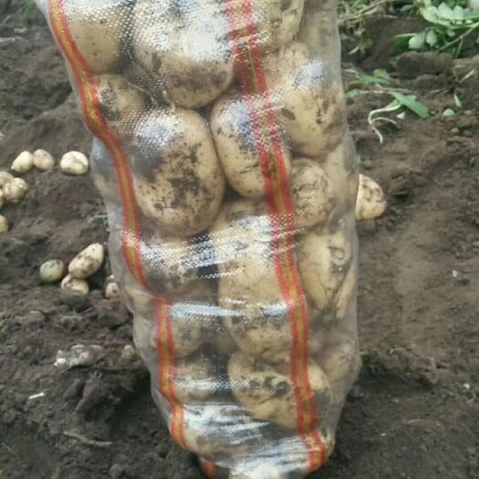 围场县 土豆大量出售