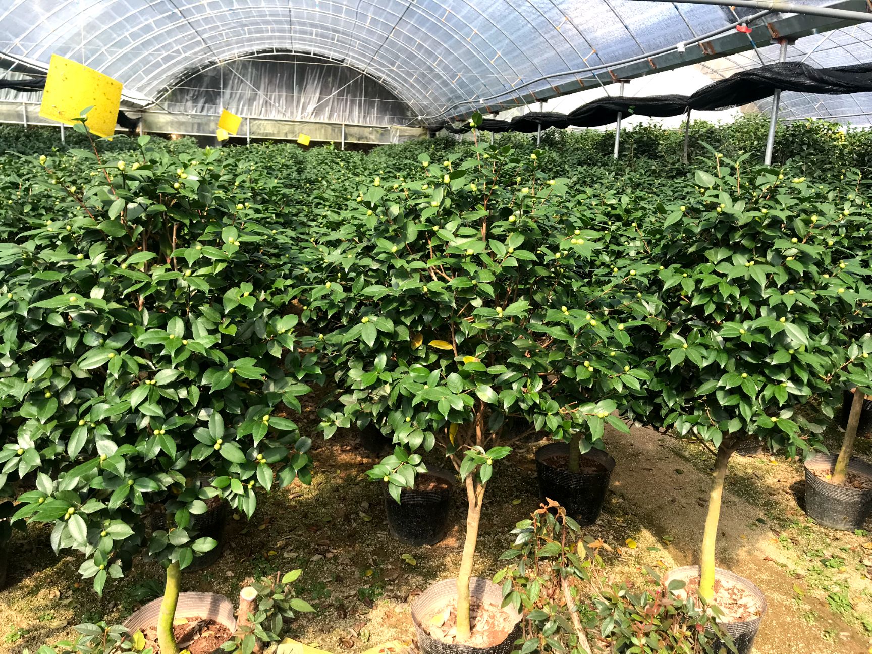 茶花盆栽