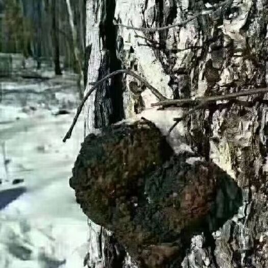 辉南县 长白山桦树茸全油。假一赔十。