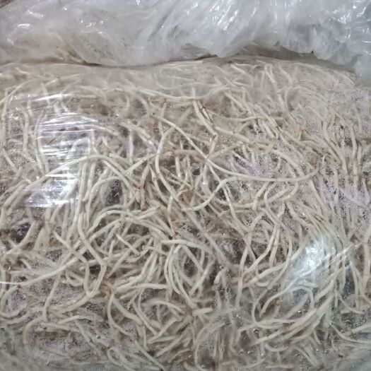 当阳市鱼腥草根 物美价廉