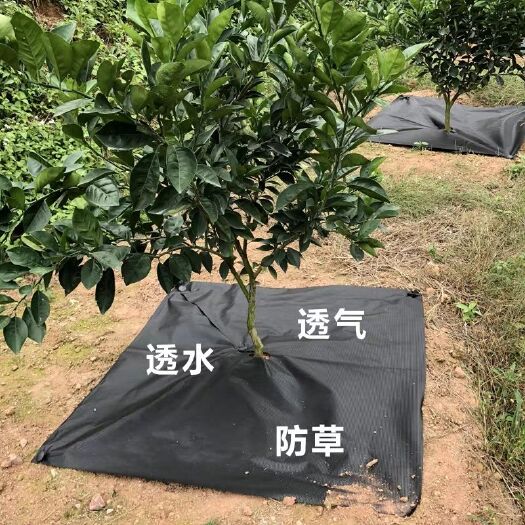 除草地膜 打孔切片防草布 园树地除草布 园艺地布 除草保湿透气厂家直销