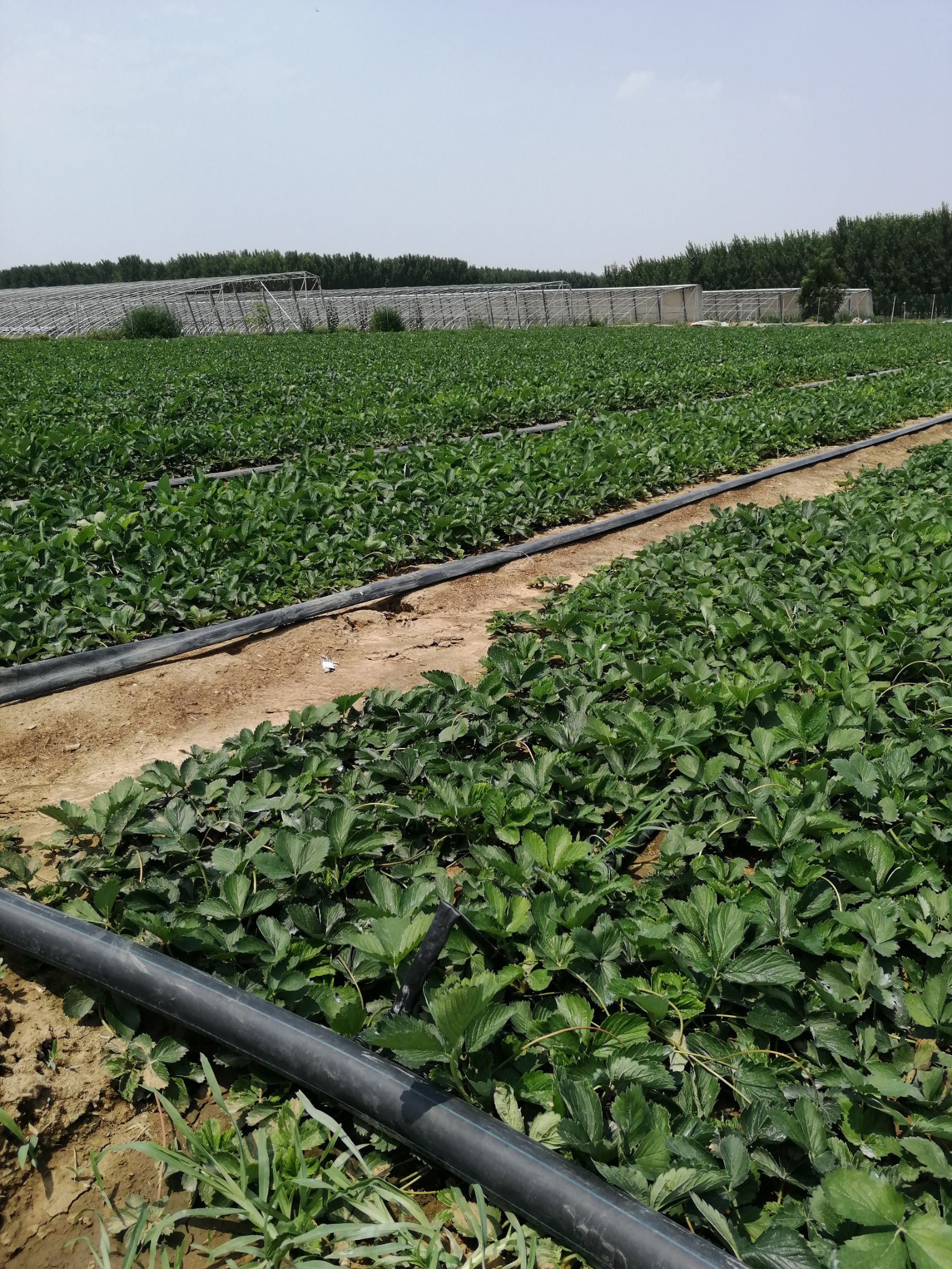  草莓苗批发出售基地直销草莓苗