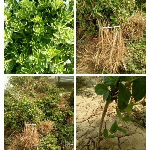 巨鹿县四季金银花苗 40~50公分