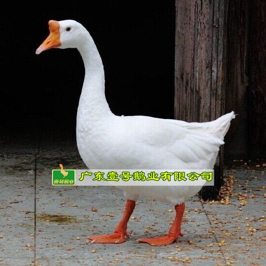 广州 本地白鹅苗包打疫苗 包运输路损量大从优
（纯种鹅苗）