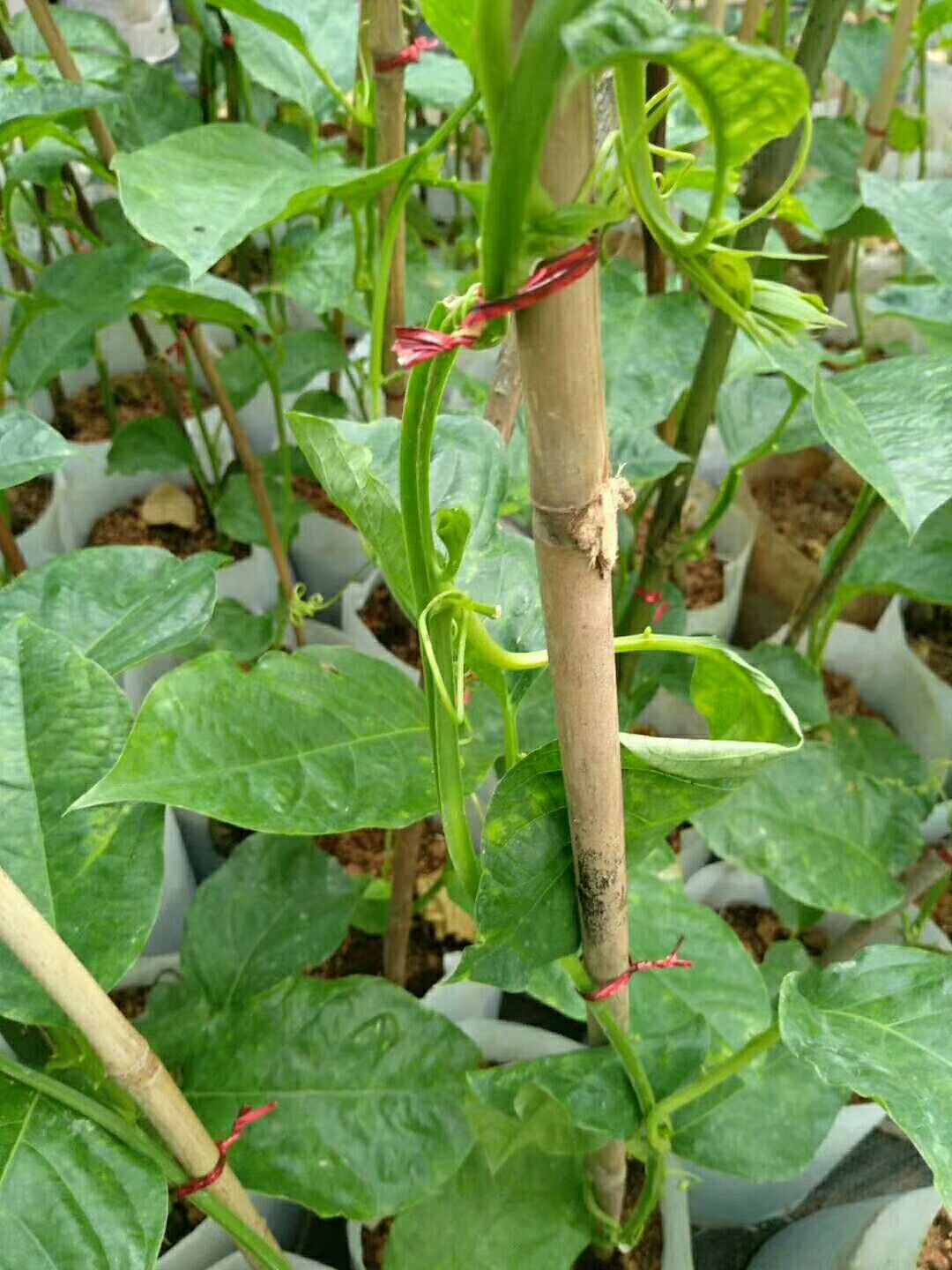  金蜜木瓜百香果苗