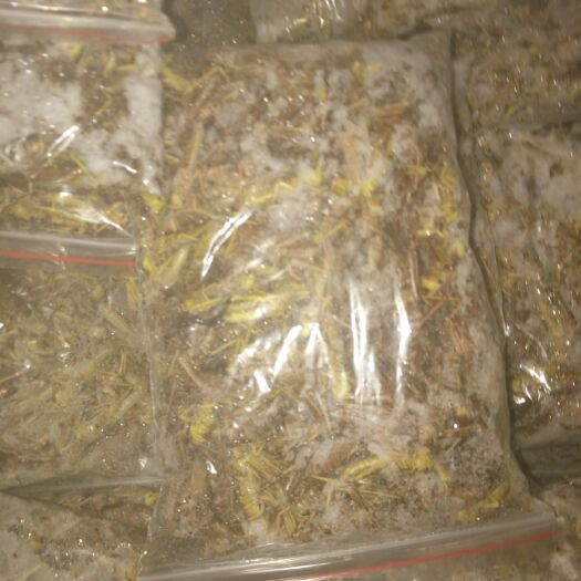  去翅精品蚂蚱