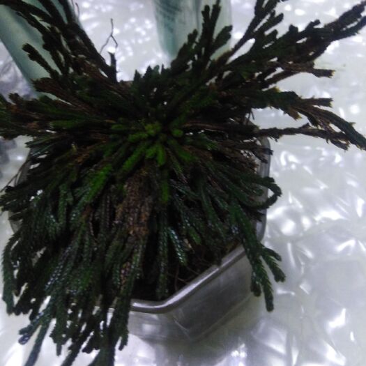 承德 卷柏