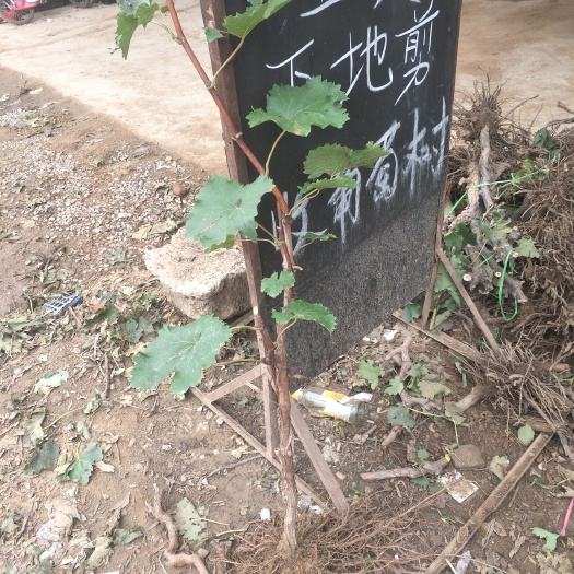 晋州市巨峰葡萄苗 占地葡萄树什么规格的也有都是现挖现卖的！