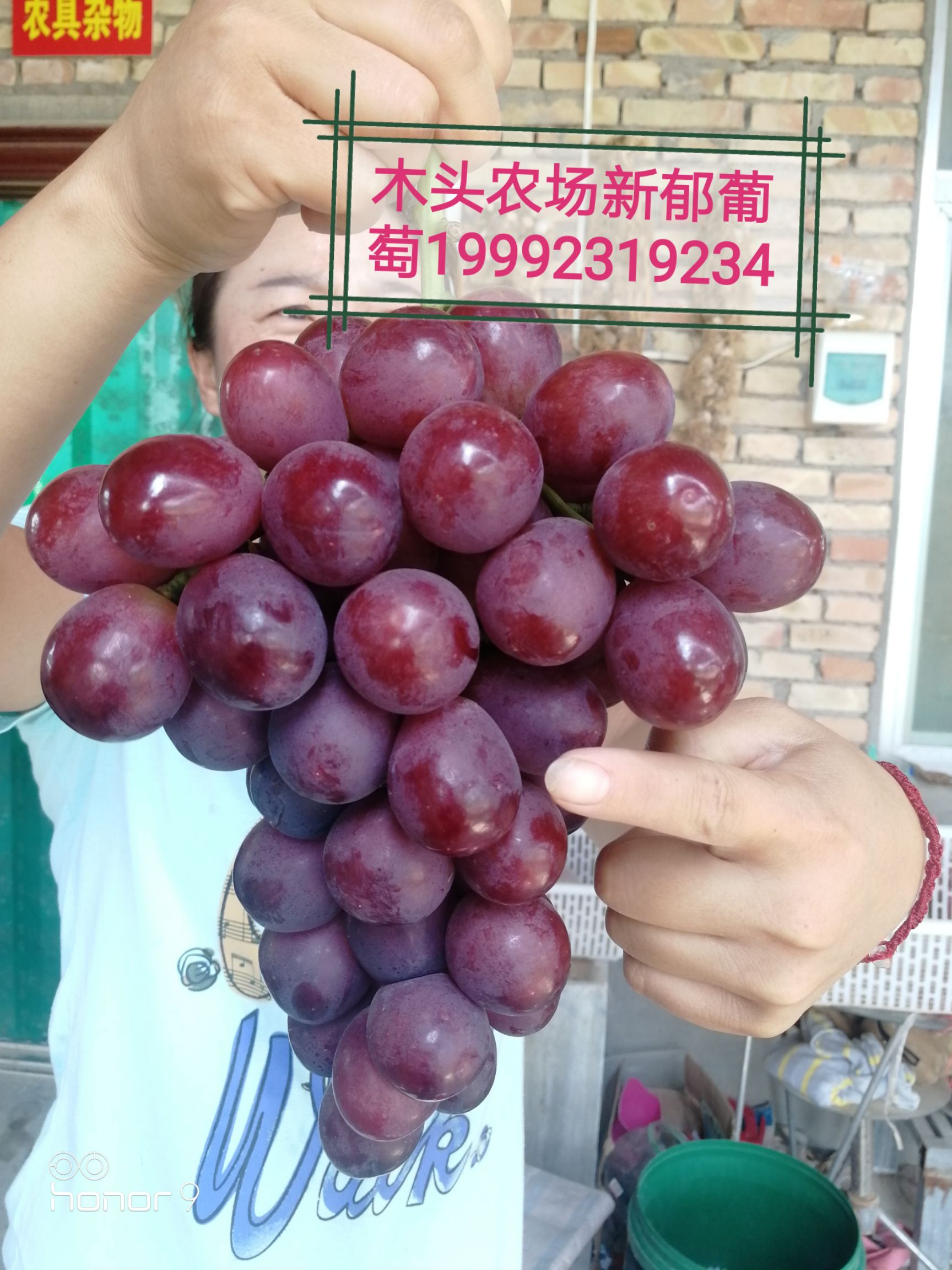  300亩新郁葡萄大量上市，专业只做新郁葡萄