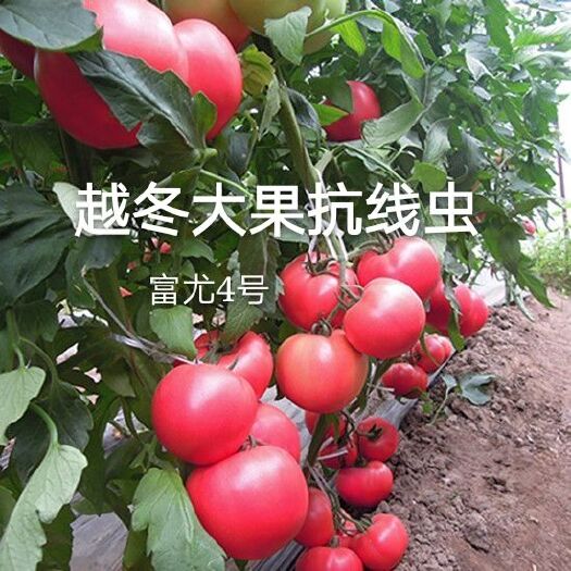 寿光市富尤4号番茄种子  抗寒抗死棵大果硬粉抗病早熟西红柿籽