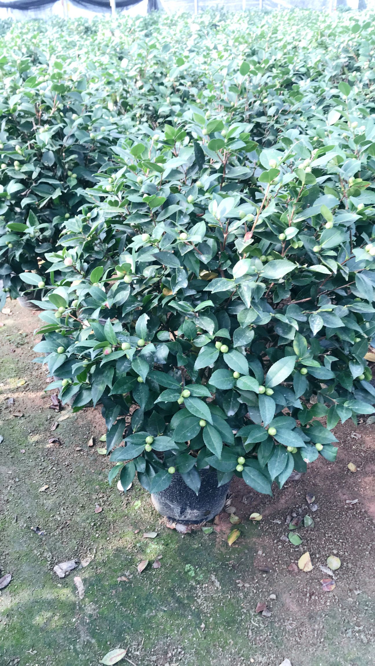  茶花盆栽