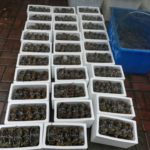 昆山市尝鲜家族清水大闸蟹现货供应