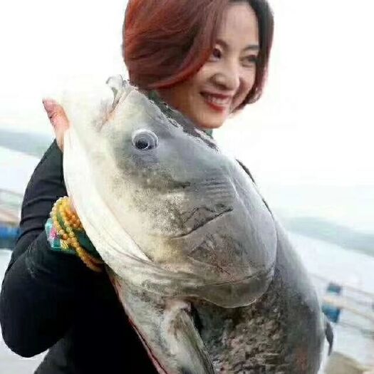 东海县白鲢鱼 淡水鱼网箱花鲢
