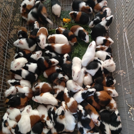 太和县优质商品鼠荷兰猪。品种齐全，颜色齐全。一公3母。全国发货。