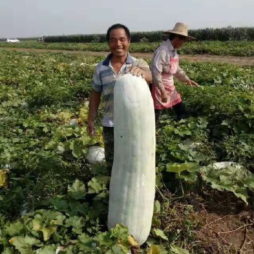 白皮冬瓜  白冬瓜 25斤起步