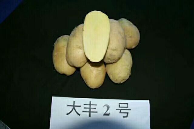 围场县兴佳2号种薯 现在接受明年春季种薯预定，可以留意随时更新品种