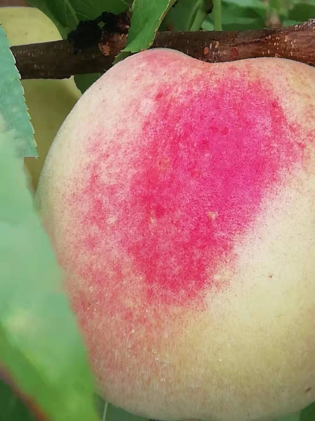 金秋红密  含硒桃子