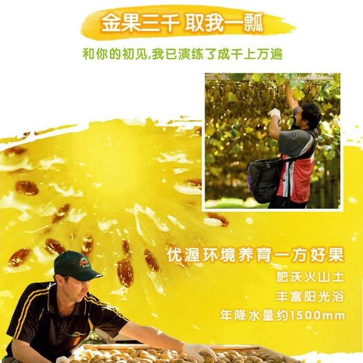 苍溪县 猕猴桃
