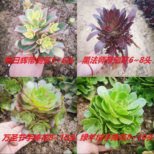沭阳县 多肉植物