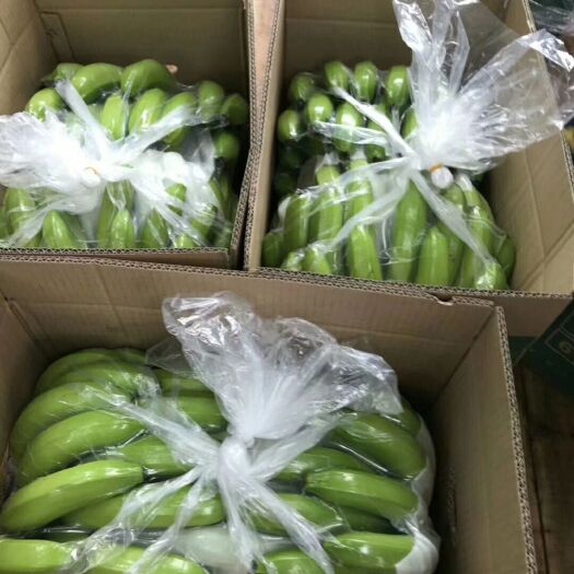 遂溪县巴西香蕉 八成熟