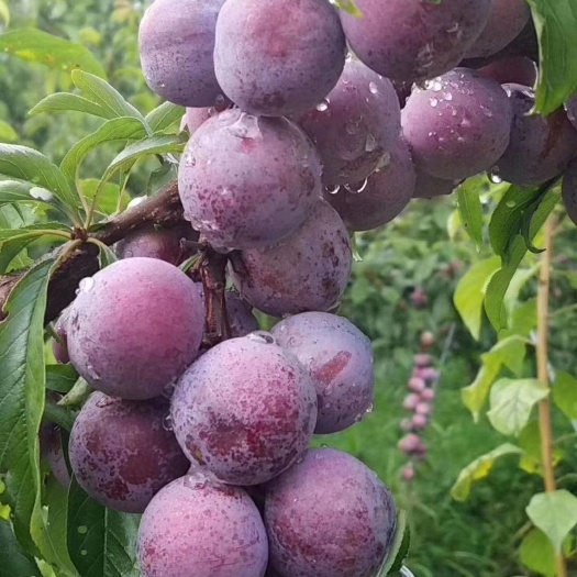 汉源县脆红李 翠红李