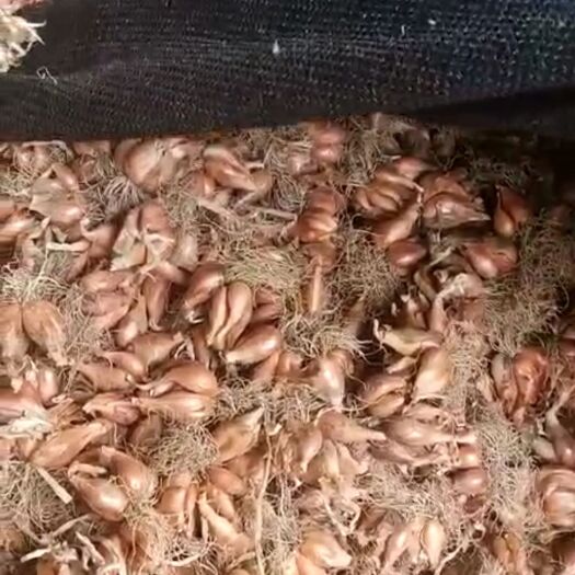 浦北县 香葱种头，质量非常好，，有需要的可以喂信看货。