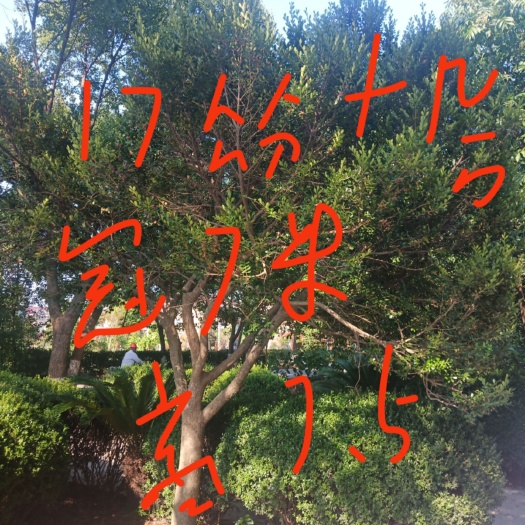 海宁市 小叶黄杨独杆8/17公分，分枝1，米以上，