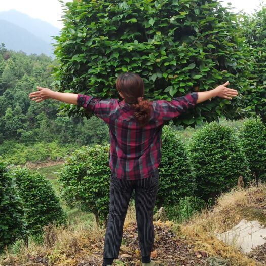 漳平市 高杆烈香茶花，地直径8－9－10公分