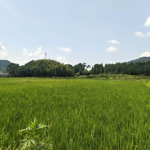 宜丰县 富硒含锌有机大米