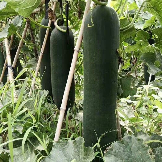 郸城县 精品冬瓜