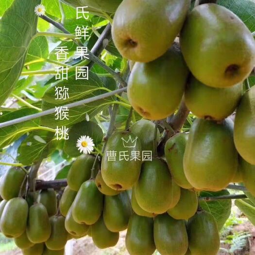 筠连县 曹氏鲜果园，高山红心猕猴桃，无污染无农药，欢迎抢购