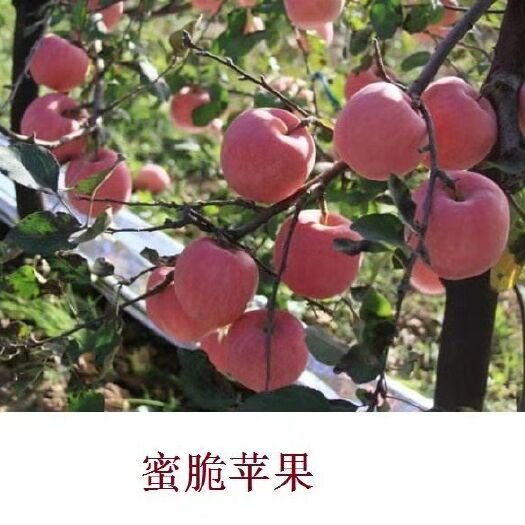 咸阳红蜜脆苹果苗 陕西长期提供优质