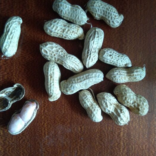 宜章县 湖南郴州大量鲜花生上市，无农药，无化肥，有机肥花生