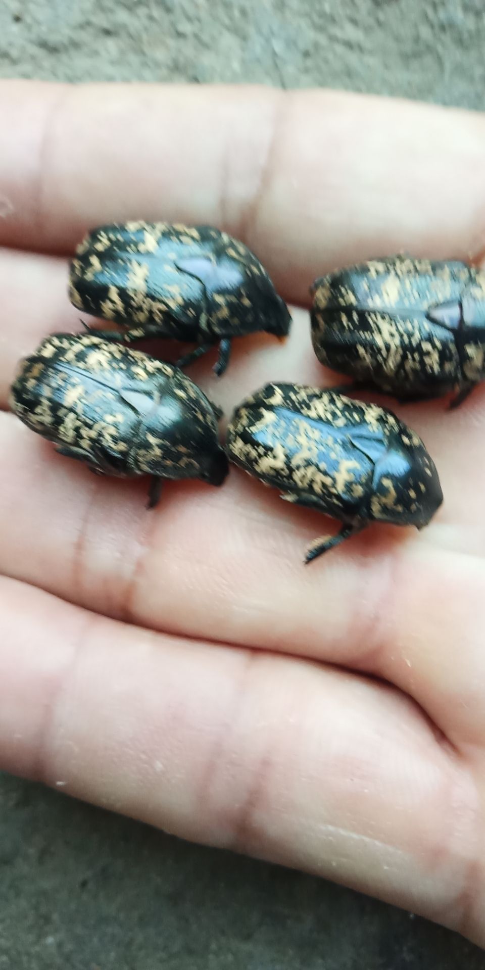  中药材金龟子。