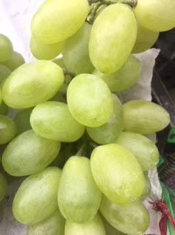 稷山县维多利亚葡萄 1-1.5斤 5%以下 1次果