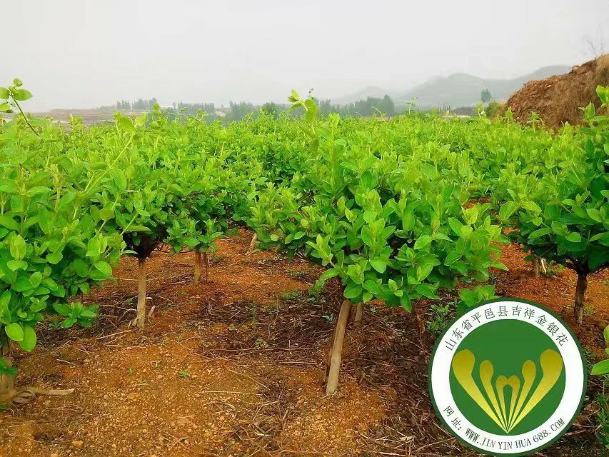 金花3号树形金银花苗  树形四季金银花采四茬 成活率高