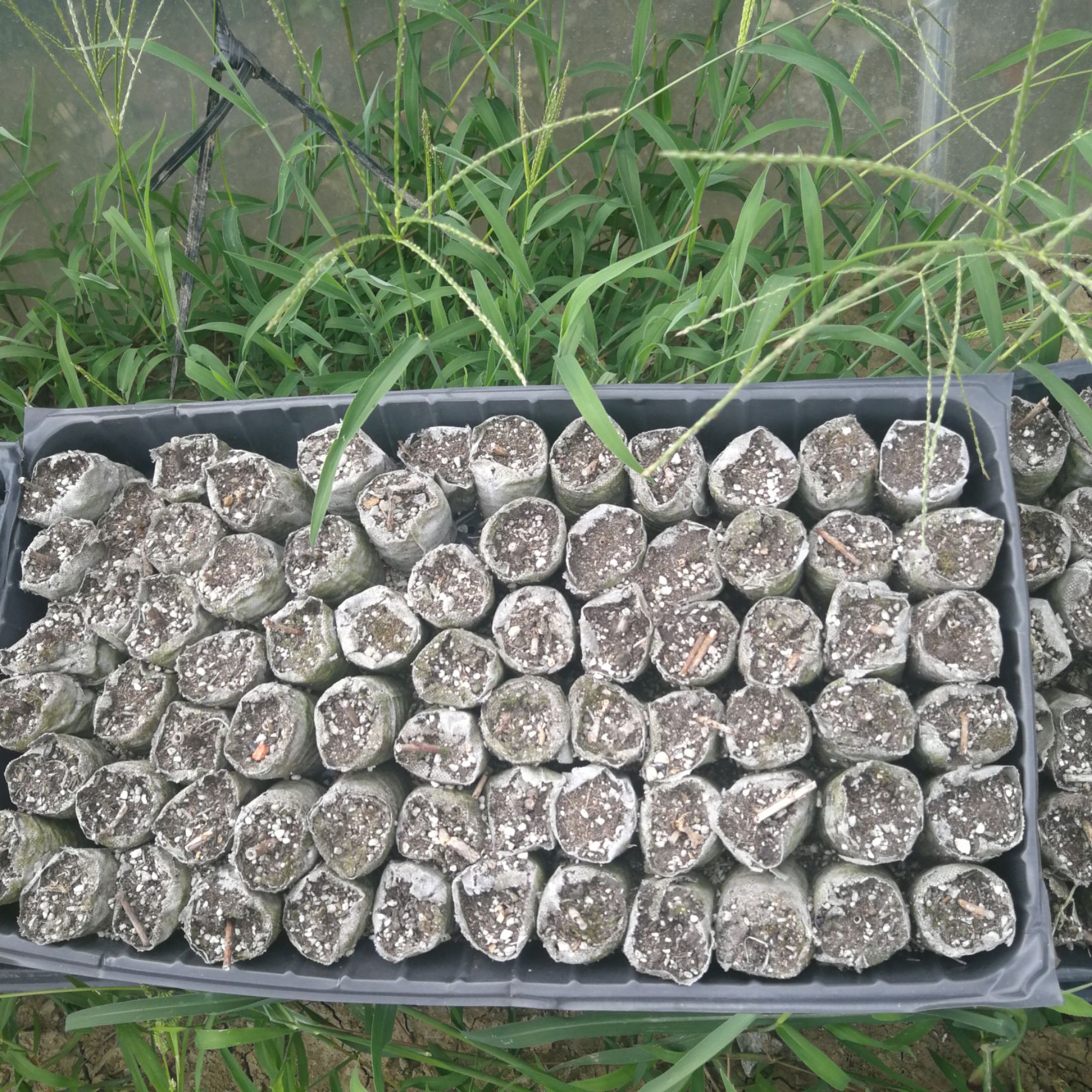  航天101构树苗饲料苗芊插绿化苗