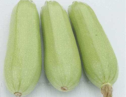 珍玉35西葫芦 价格低质量好，货源足，有现货，有需要速度来电你有价我有量