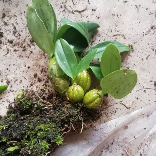 宁洱县金钗石斛花