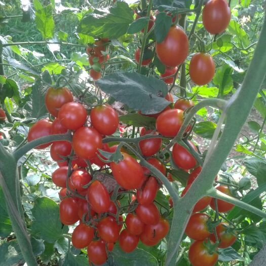 阜城县 圣女果大量上市
